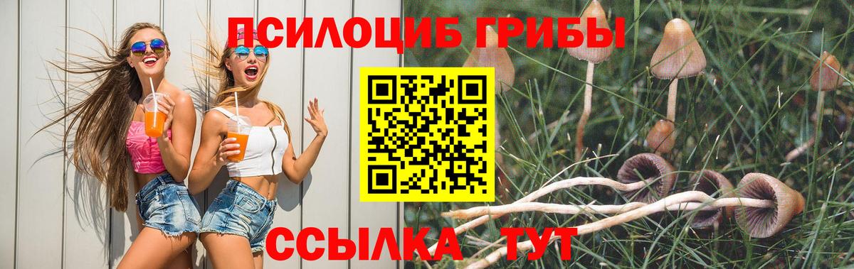 Галлюциногенные грибы Psilocybe Курчатов